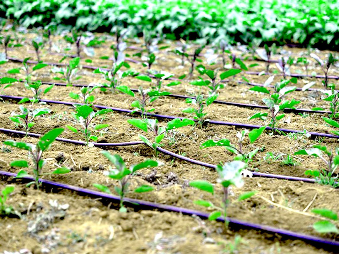 آبیاری قطره ای