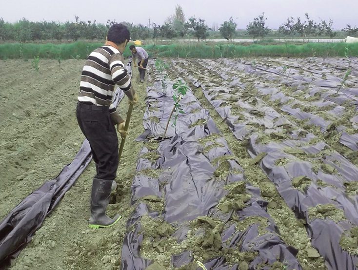 مالچ طبیعی و انواع آن