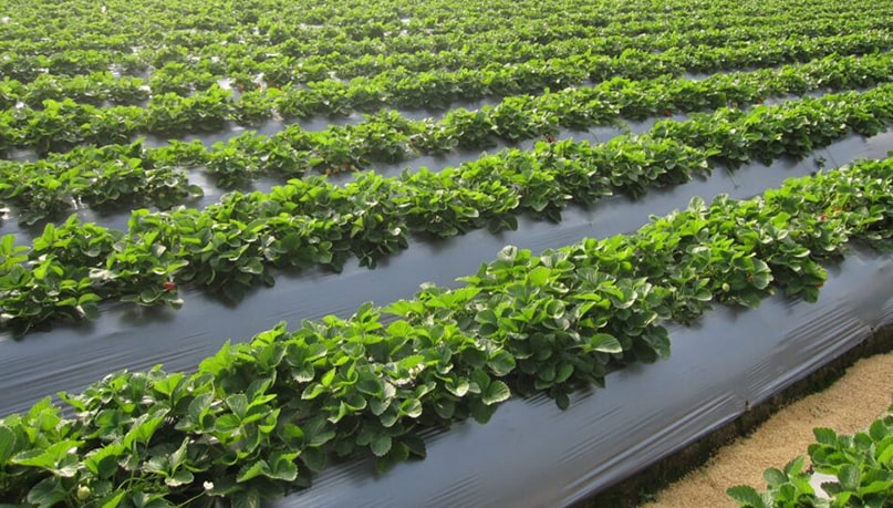 کاربرد نایلون کشاورزی در صنعت