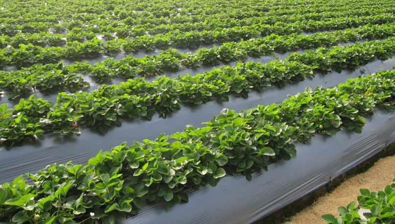 استخدامات النايلون الزراعي في الصناعة